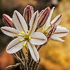 ??? flowers