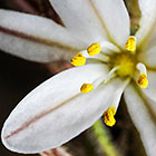 ??? flower