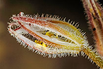 ??? flower bud