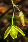 ??? flowers
