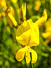 ??? flowers