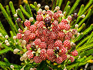??? flowers