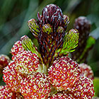 ??? flowers