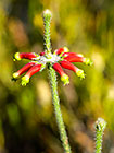 ??? flowers
