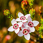 ??? flowers