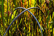 restio stems