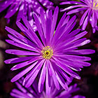 ??? flowers