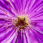 ??? flowers
