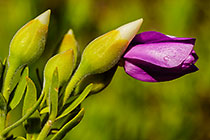 ??? flower bud