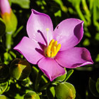 ??? flowers & buds