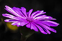 ??? flower