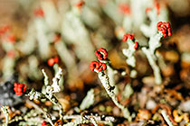 lichens