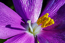 ??? flowers
