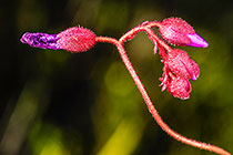 ??? flower buds