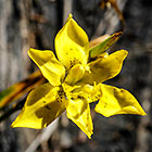 ??? flower