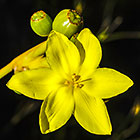 ??? flower & fruits
