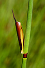 ??? stems