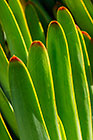 ??? leaves