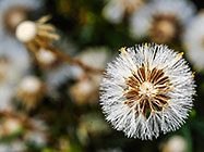 ??? dry flowers with parachute seeds