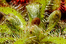 ??? plant with leaves with glue