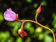 ??? flowers