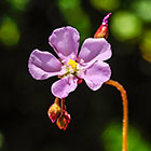 ??? flowers