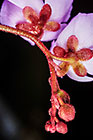 ??? flowers