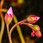 ??? flowers