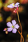 Drosera