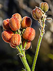 ??? fruits