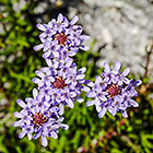 ??? plant with flowers