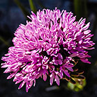 ??? flowers