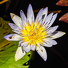 ??? flower & leaf in pond
