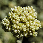 ??? flowers