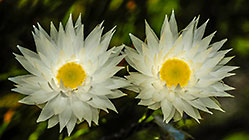 ??? flowers