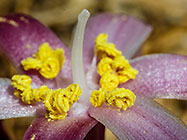??? flowers