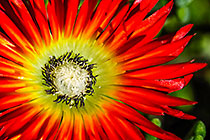 ??? royal or ice plant dew flower