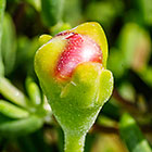 ??? royal or ice plant dew flower bud