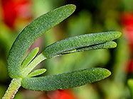 ??? royal or ice plant dew young leaves