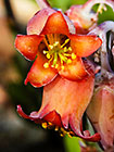 Cotyledon