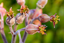 ??? pig's ear dry flowers