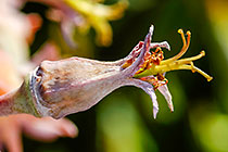 ??? pig's ear dry flowers
