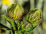 dry fruit