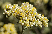??? flowers