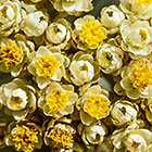 ??? flowers