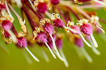 ??? flowers
