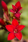 ??? flowers