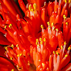 ??? April fool or blood flower flower