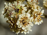 ??? dry flowers & seeds