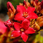 ??? flowers